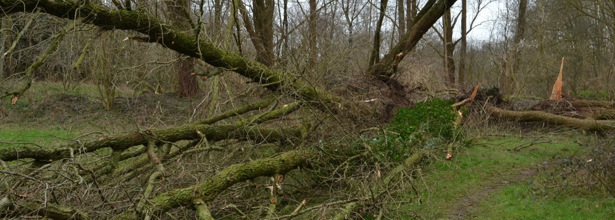 Door de storm omgewaaide bomen in stadspark in Doetinchem